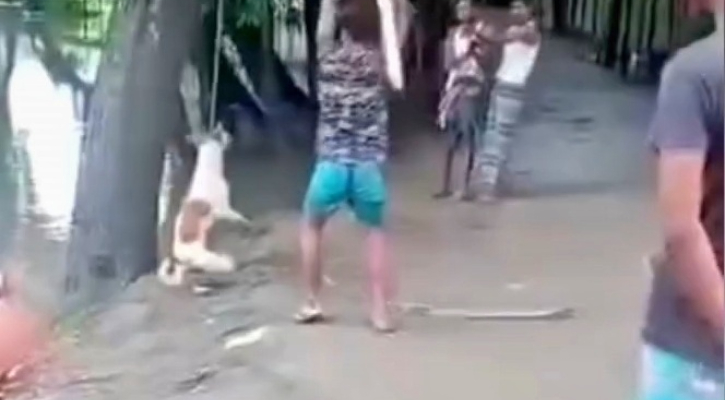 কুকুরকে গাছে ঝুলিয়ে পিটিয়ে হত্যা, নিন্দার ঝড়