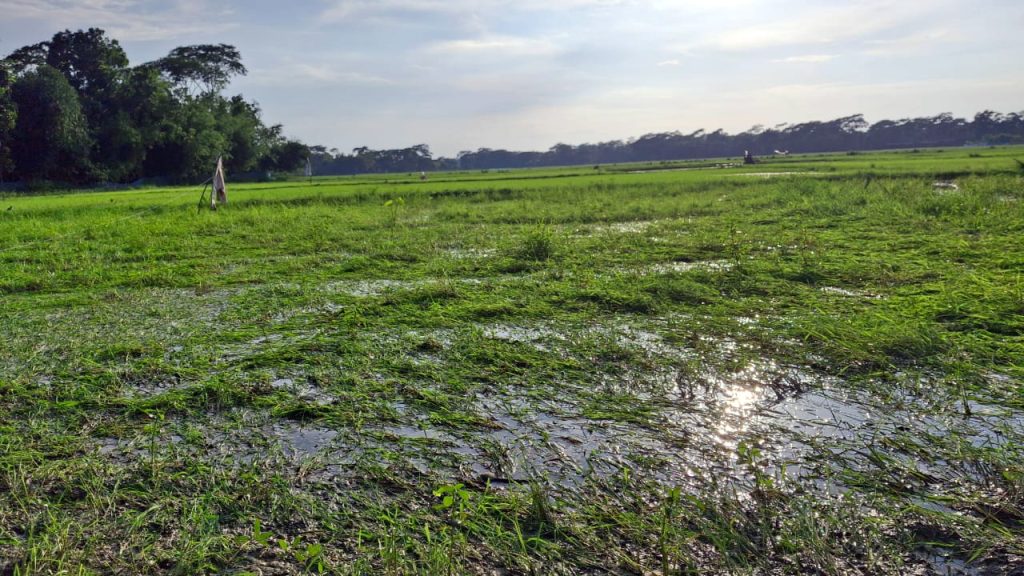 টানা বৃষ্টি ও জোয়ারে তলিয়ে গেছে আমনের বীজতলা