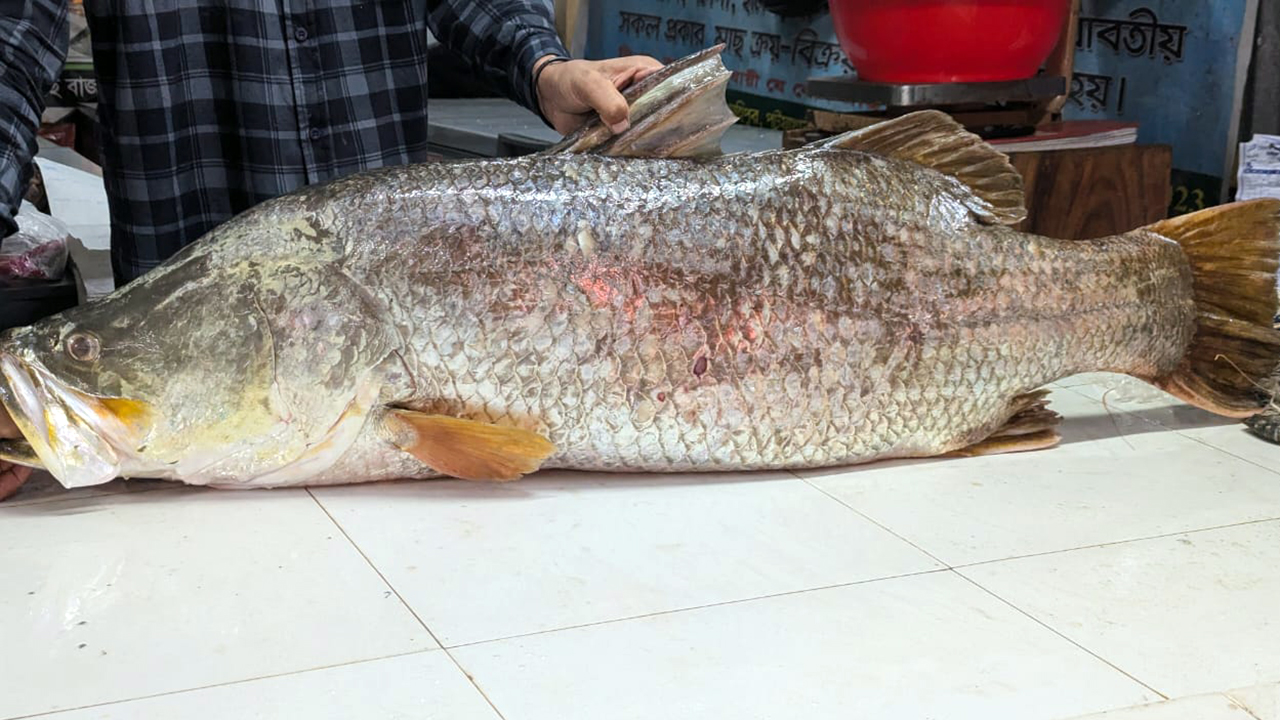 কলাপাড়ায় ২১ কেজির কোরাল বিক্রি হলো ৩৫ হাজার টাকায়
