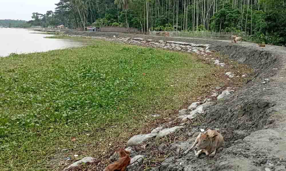 পিরোজপুরে ঝুঁকিতে কচা নদীর বাঁধ, দেড় কিলোমিটারজুড়ে ভাঙন