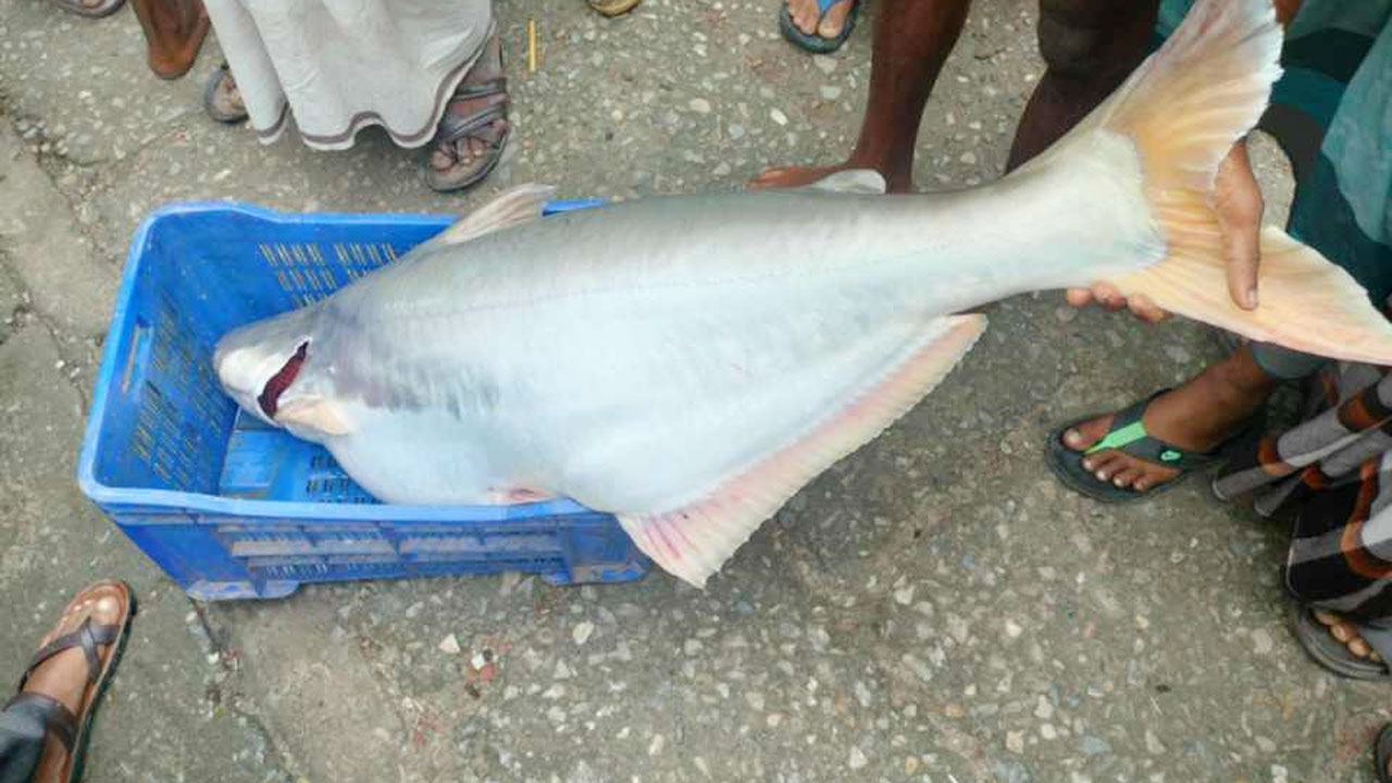 বড়শিতে ধরা পড়া ২৩ কেজির পাঙ্গাশ ২৩ হাজারে বিক্রি
