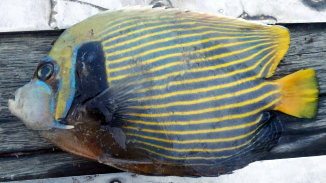 কুয়াকাটায় বিরল প্রজাতির ‘অ্যাঞ্জেলফিশ’