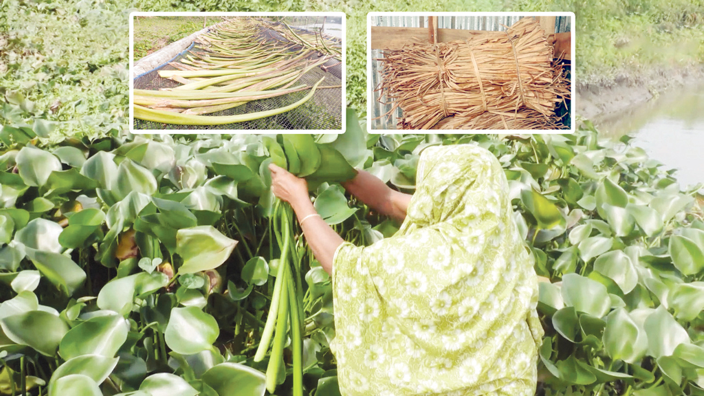 এক মণ কচুরিপানা বিক্রির টাকায় মিলছে দুই মণ ধান