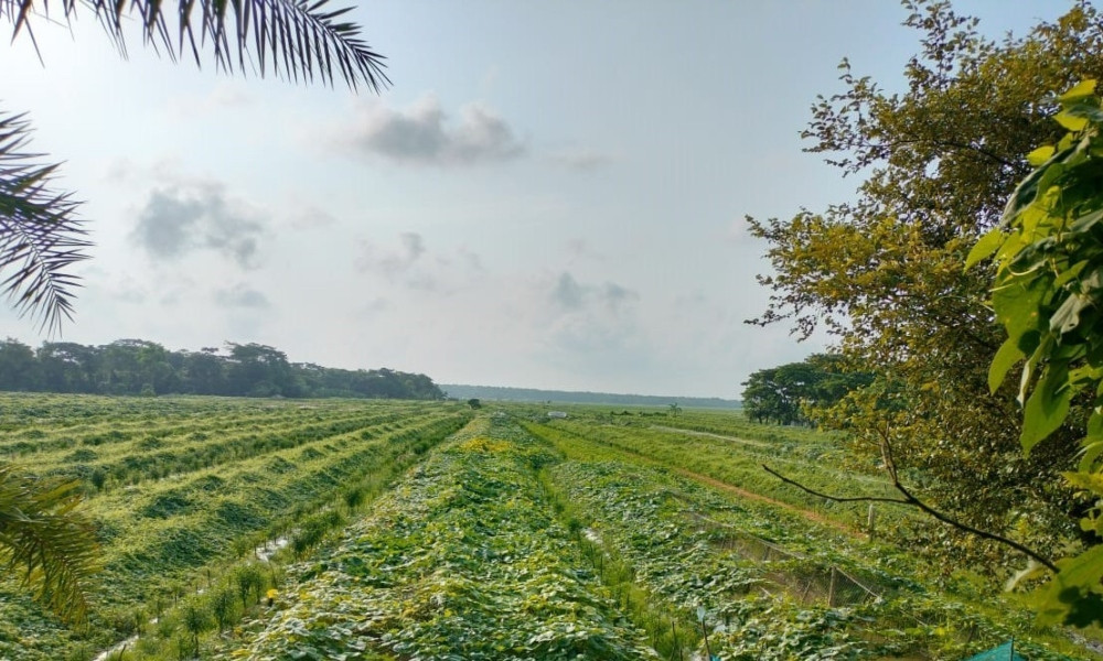লবণাক্ত জমি থেকে ‘সবজি রাজ্য’, সওদাগরপাড়ায় এখন কৃষির বিপ্লব