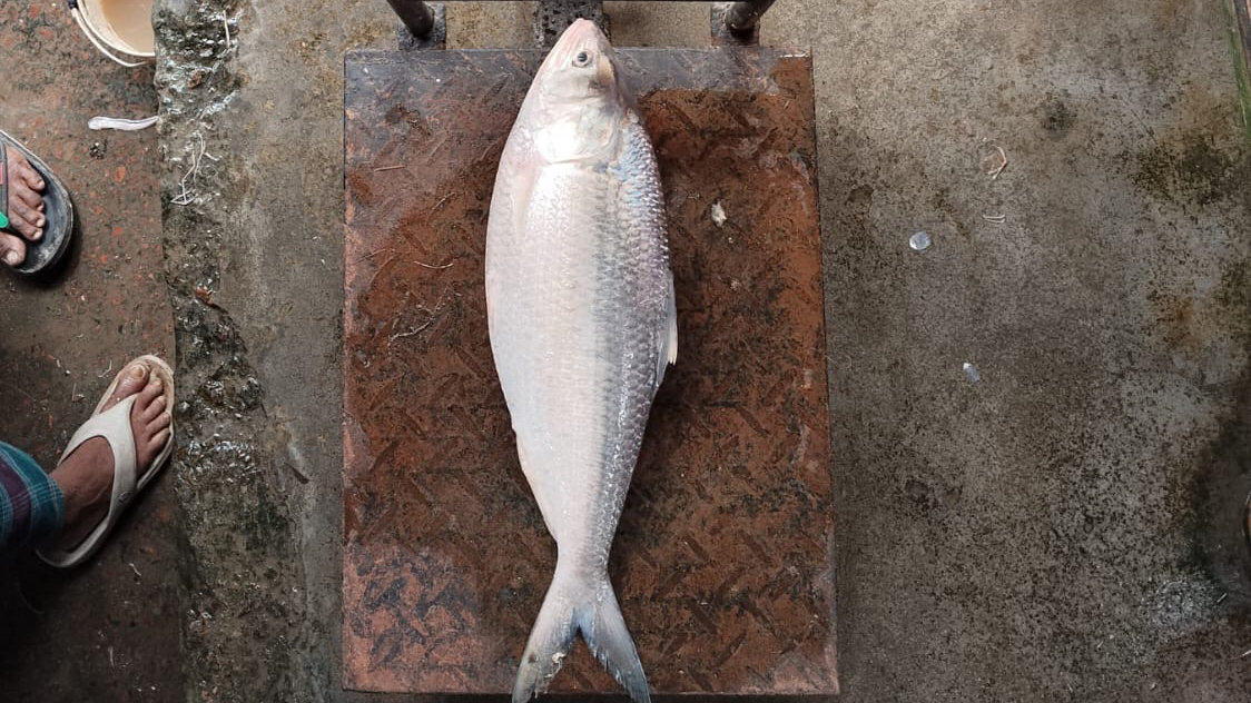 পায়রা নদীর এক ইলিশ ৬ হাজার টাকা