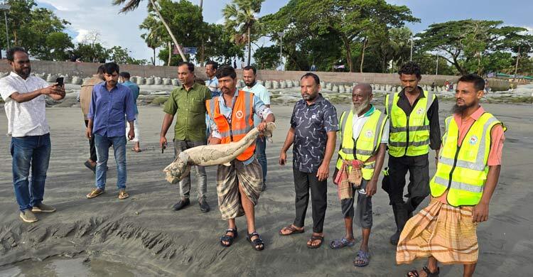 ২৪ ঘণ্টায় কুয়াকাটায় ভেসে এলো দুই মৃত ডলফিন