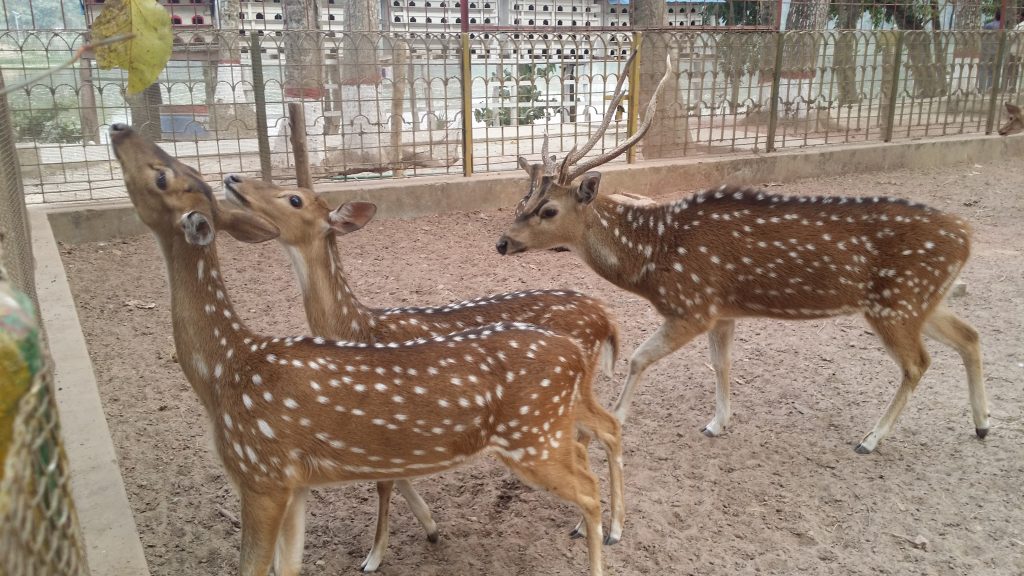 দূর্গাসাগরের হরিন চুরি ॥ নিরাপত্তা নিয়ে সংশয়