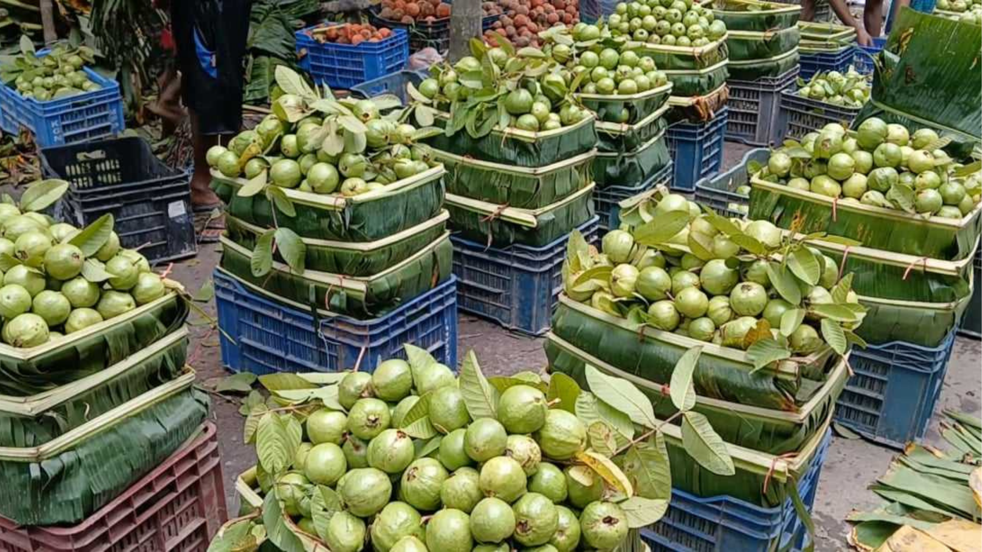 ঝালকাঠির পেয়ারার চড়া দামে উদ্যোক্তাদের মুখে হাসি