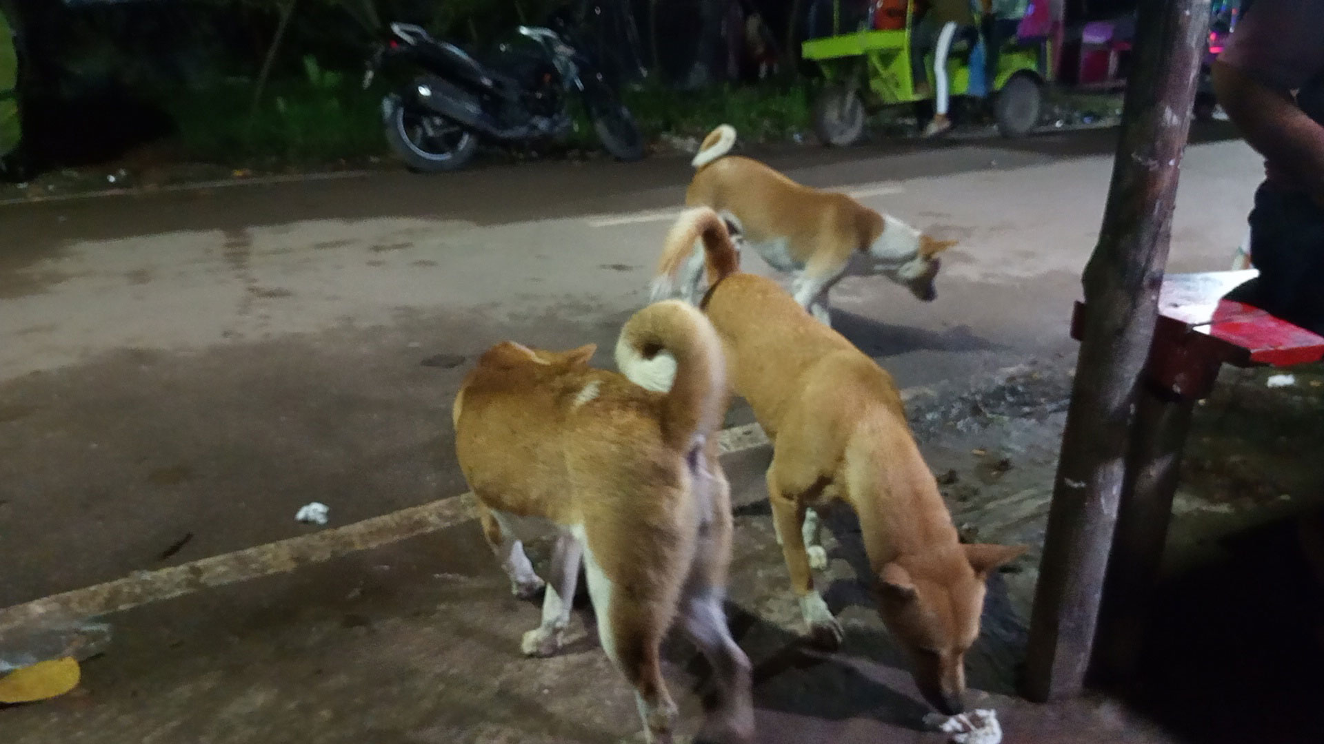 নেছারাবাদে কুকুরের কামড়ে আহত ৩০, হাসপাতালে নেই ভ্যাকসিন