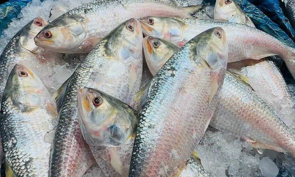 ভারতে ১২০০ টন ইলিশ রপ্তানি করতে পারবে ৩৭ প্রতিষ্ঠান