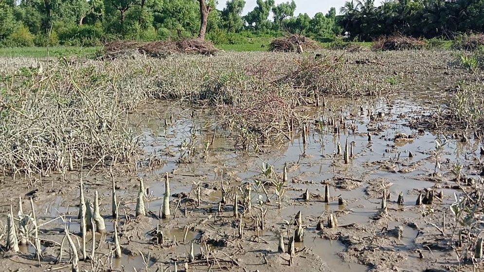 কুয়াকাটার গঙ্গামতির সংরক্ষিত বন দখলে প্রভাবশালীরা