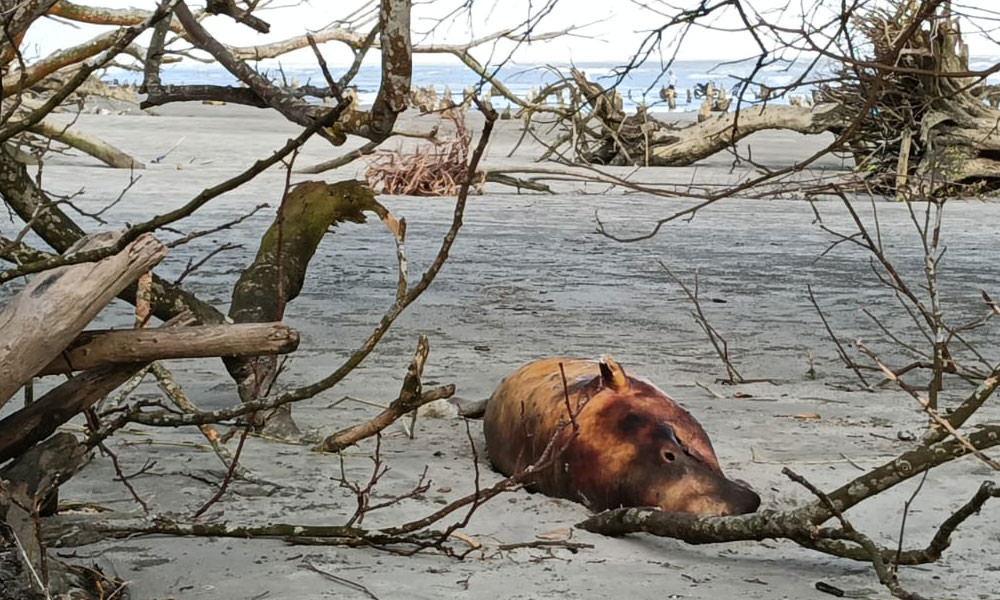 কুয়াকাটা সৈকতে ফের মৃত ডলফিন, বাড়াচ্ছে উদ্বেগ
