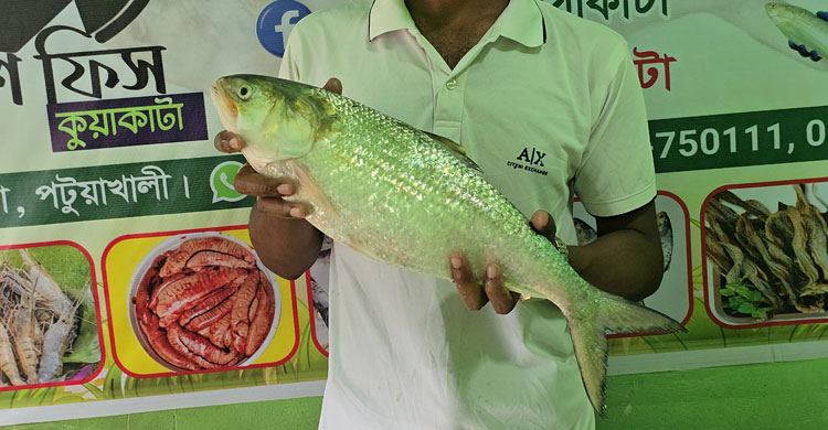 কলাপাড়ায় আড়াই কেজির ইলিশ, ৮৭৫০ টাকায় বিক্রি