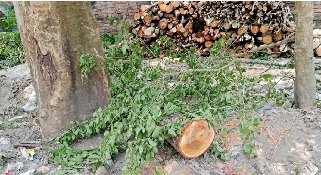 গৌরনদীতে রাতের আঁধারে সরকারি গাছ কাটার সময় জব্দ