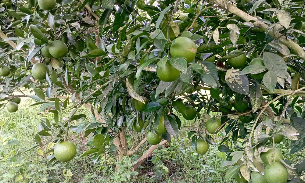 পিরোজপুরে ৩১ কোটি টাকার মাল্টা উৎপাদনের সম্ভাবনা