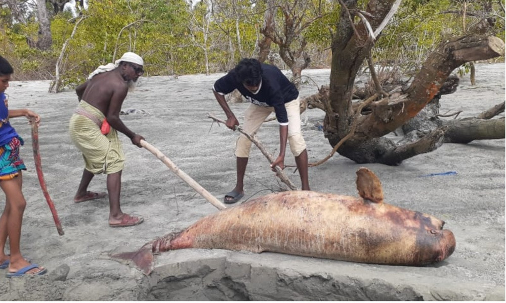 আবারো কুয়াকাটা সৈকতে ভেসে এলো মৃত ইরাবতী ডলফিন