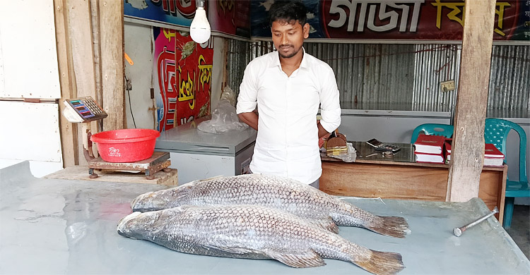 কুয়াকাটায় ২৭ কেজির কোরাল মাছ সাড়ে ৪০ হাজারে বিক্রি