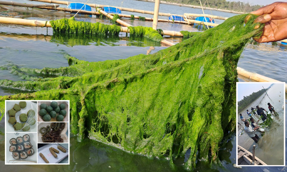 পবিপ্রবি’র গবেষণায় শৈবাল হয়ে উঠছে ‘সবুজ সোনা’