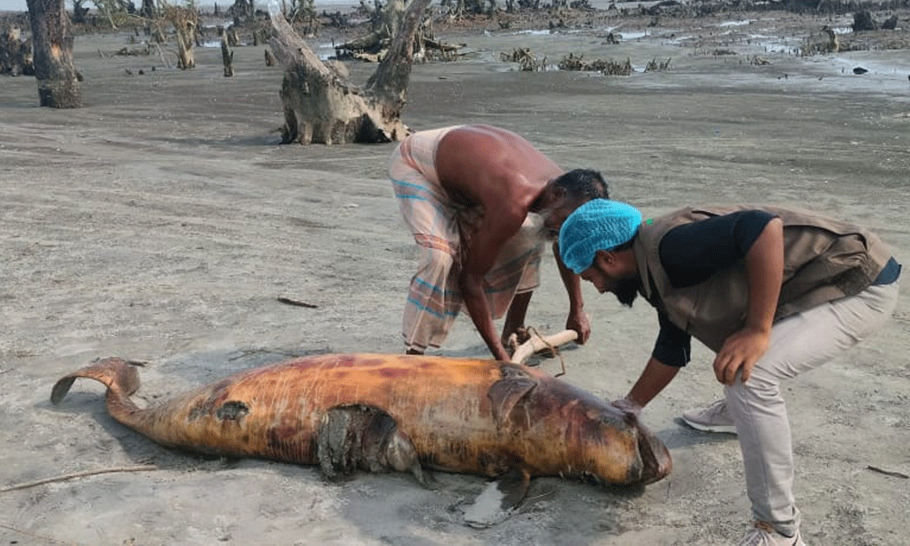 কুয়াকাটা সৈকতে আবারও ভেসে এলো মৃত ডলফিন