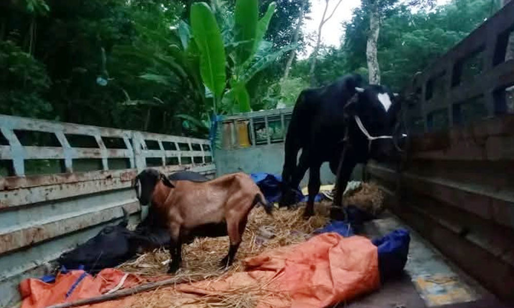 বাবুগঞ্জে ট্রাকে গরু-ছাগল রেখে পালাল চোর, অতঃপর…
