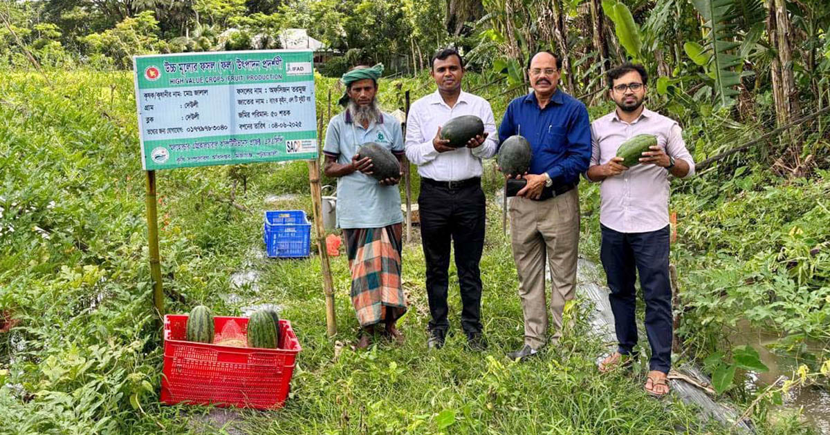 মির্জাগঞ্জে মালচিং পদ্ধতিতে তরমুজ চাষে কৃষকরা লাভবান