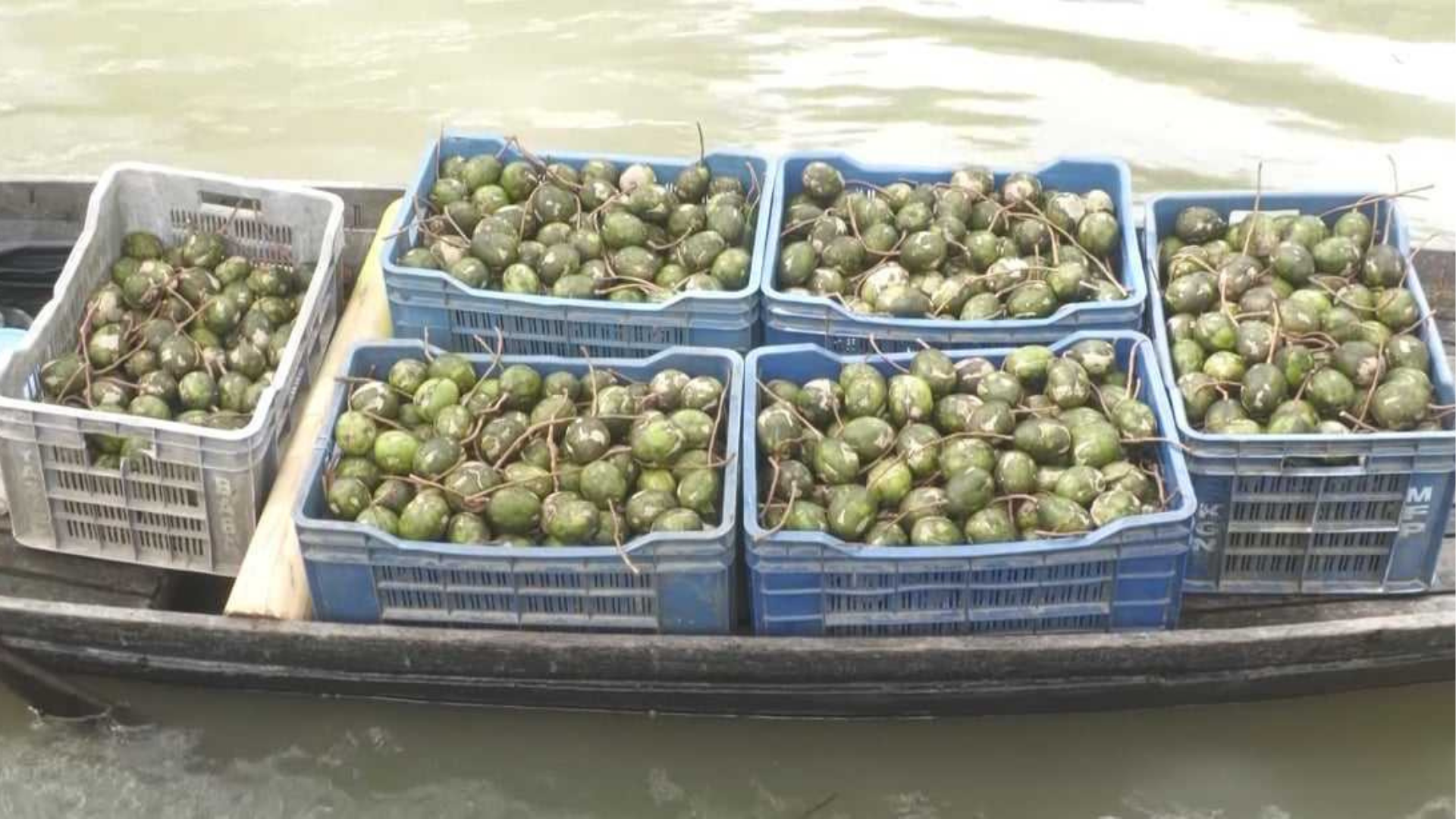 মৌসুমের শুরুতেই জমজমাট ঝালকাঠির আমড়া বাজার