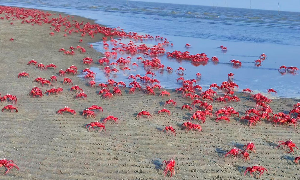 দূষণ-বন উজাড়ে বিপর্যস্ত কুয়াকাটা সৈকত, ঝুঁকিতে লাল কাঁকড়া