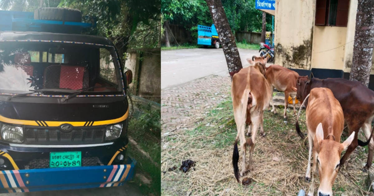 মির্জাগঞ্জে চুরি হওয়া ৪টি গাভী উদ্ধার, পিকআপ জব্দ