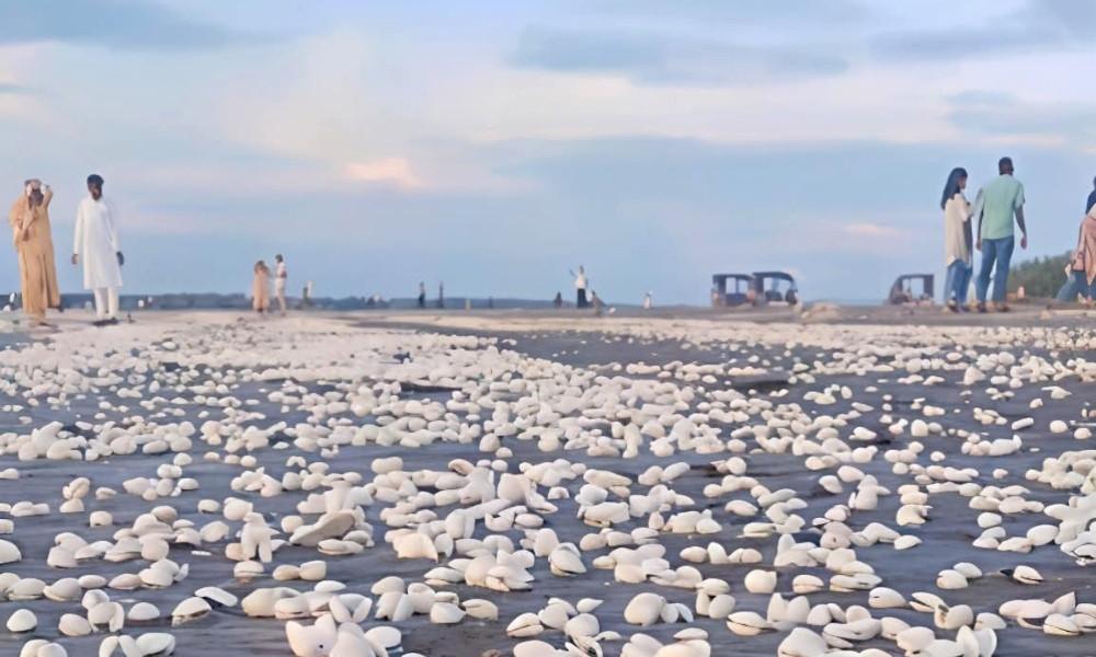 কুয়াকাটার সৈকতে ঝিনুকের ঝলক, পর্যটকে মুখরিত বালুচর