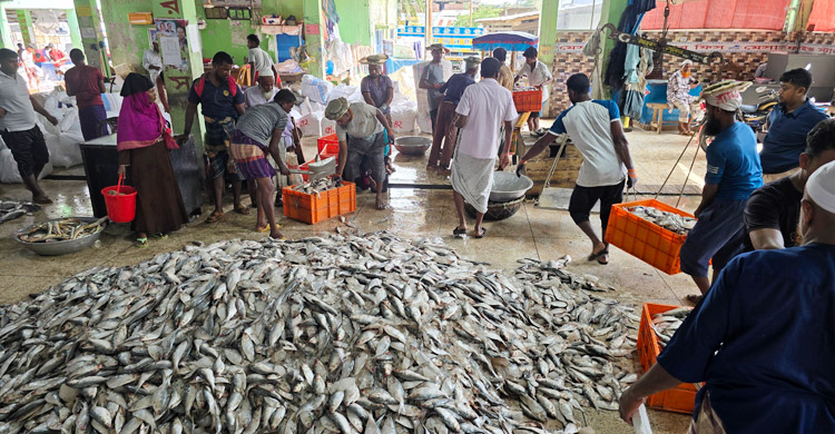 কলাপাড়ায় ছোট ইলিশে সয়লাব আড়ত, দেখা নেই বড় মাছের
