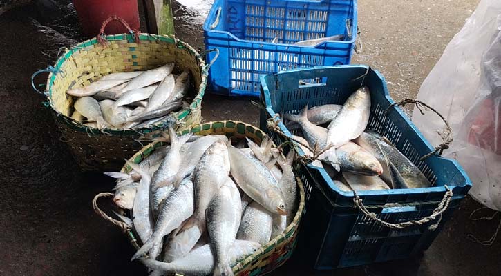 মেঘনায় ধরা পড়ছে ঝাঁকে ঝাঁকে ইলিশ, ব্যস্ততা বেড়েছে জেলেদের