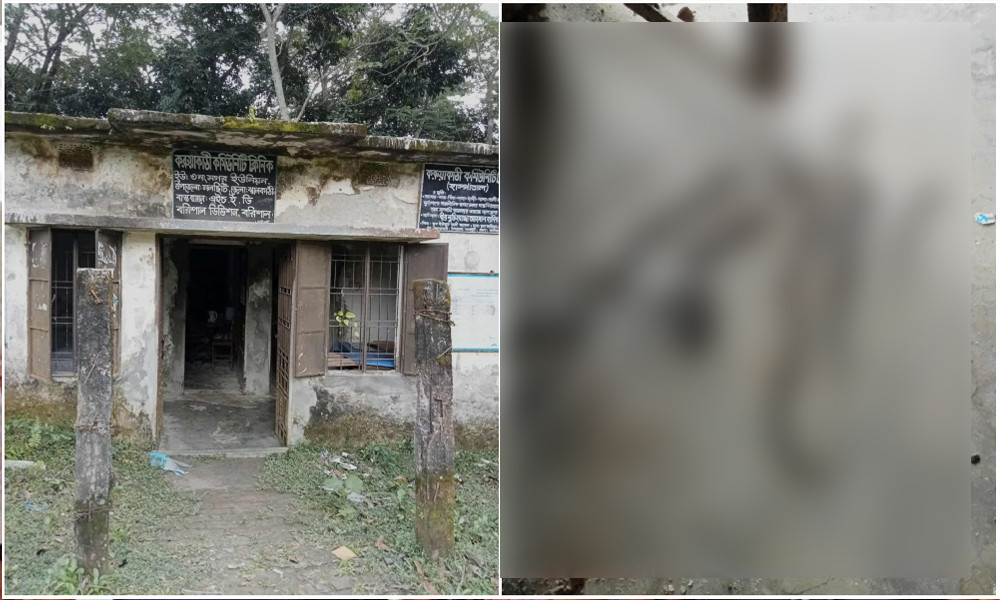 নলছিটিতে কমিউনিটি ক্লিনিকে ৭ কিং কোবরা, আতঙ্কে স্বাস্থ্যকর্মীরা