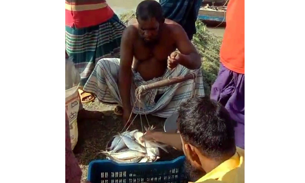 গলাচিপায় নিষেধাজ্ঞা অমান্য করে বসছে অবৈধ ইলিশের হাট