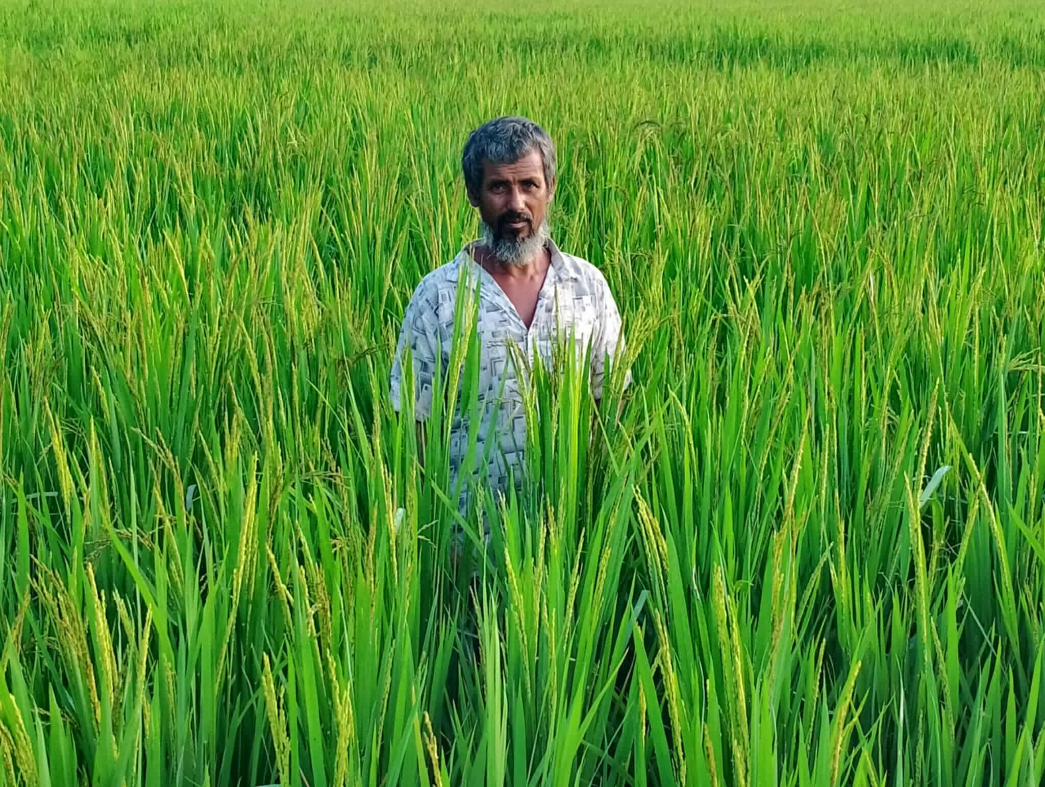 দক্ষিণাঞ্চলে কমেছে আবাদি জমি , তবে বেড়েছে ফসল উৎপাদন